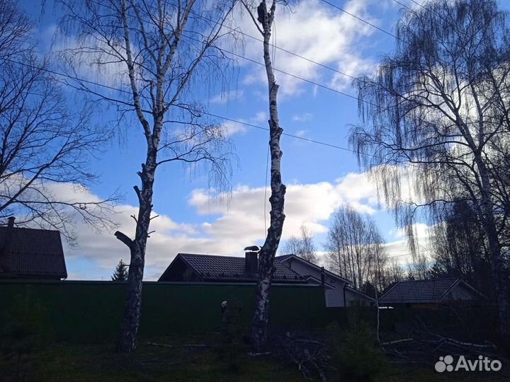 Спил деревьев