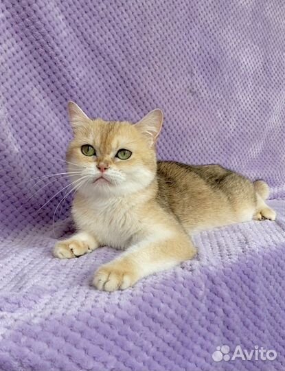 Британская золотая шиншилла кошка