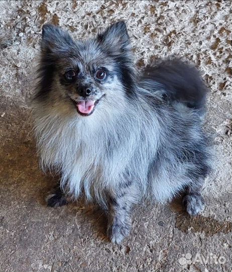 Девочка мерле