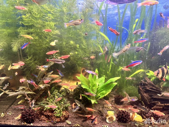 Аквариумные рыбки