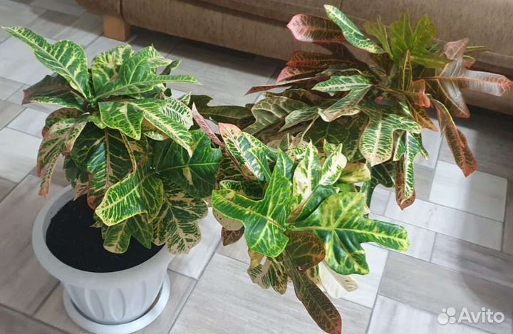 Комнатные цветок Кротон