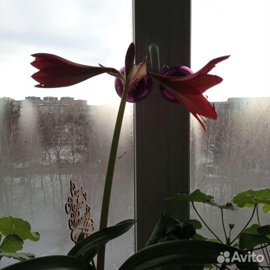 Гиппиаструм