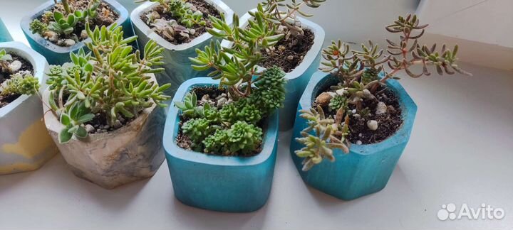 Суккуленты