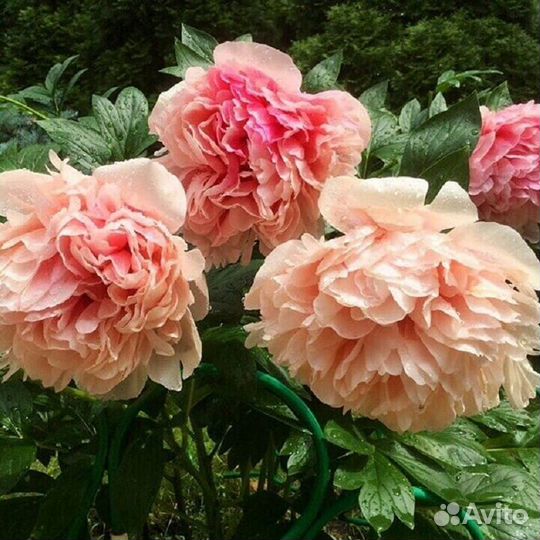 Пионы саженцы. Доставка