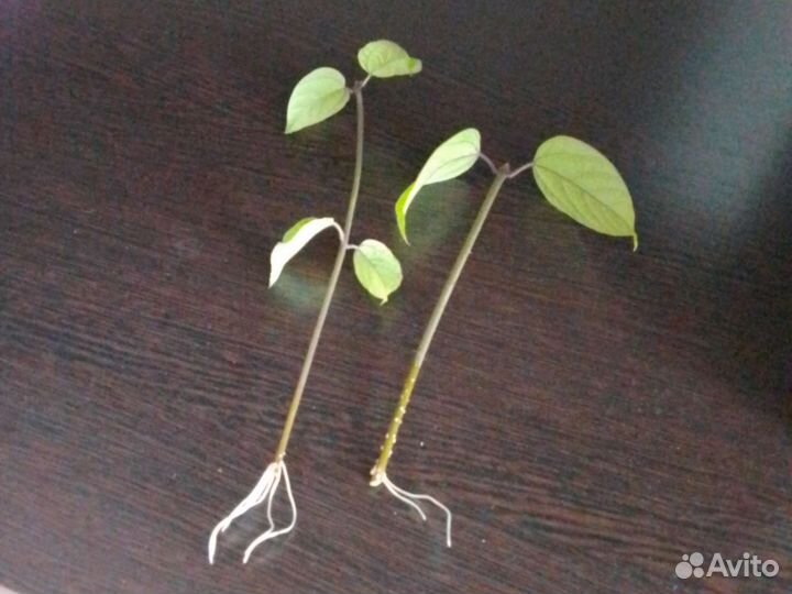 Клеродендрум