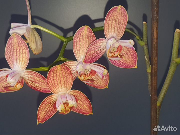 Орхидея фаленопсис Равелло бабулетка