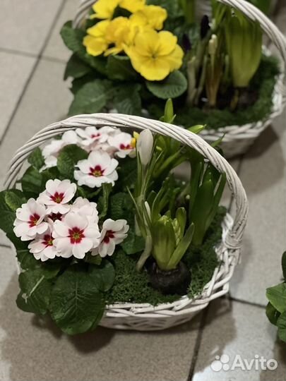 Корзина с первоцветами под заказ