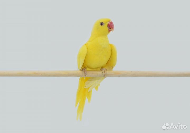 Продам попугаев