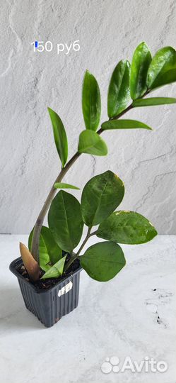 Комнатные растения