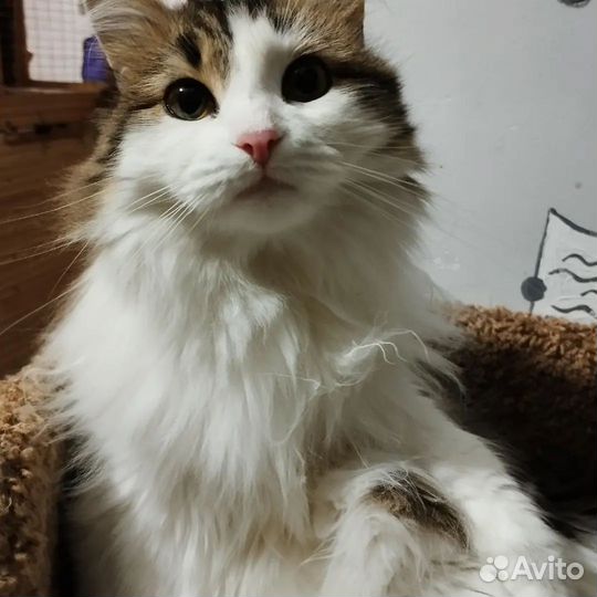 Кошка Кассандра