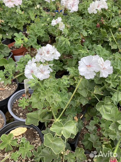 Пеларгония цветущая из питомника растений