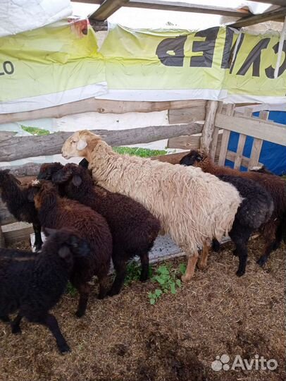 Курдючные бараны овцы