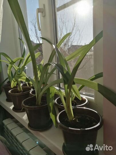 Гиппиаструм