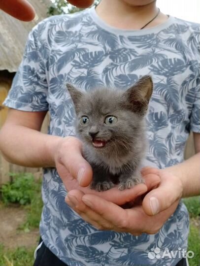 Британские котята