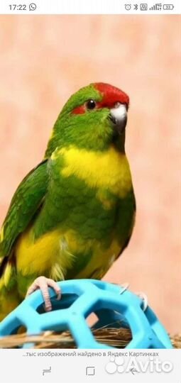 Попугаи неразлучник,какарики