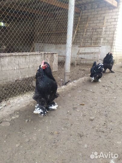 Кохинхин мраморный