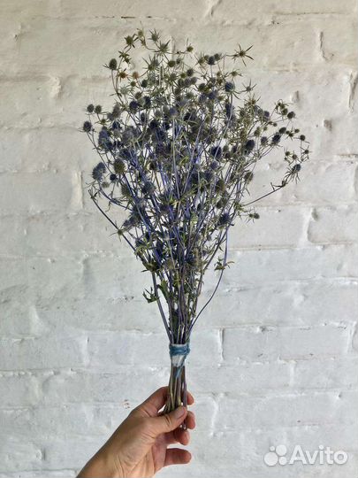 Синеголовник Сухоцвет