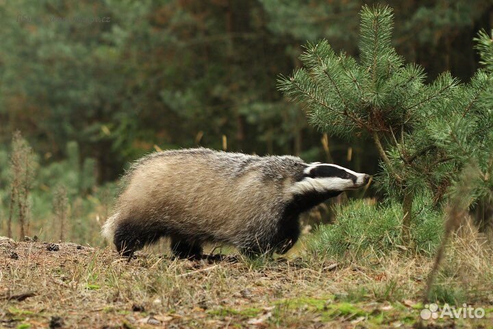 Барсучий жир