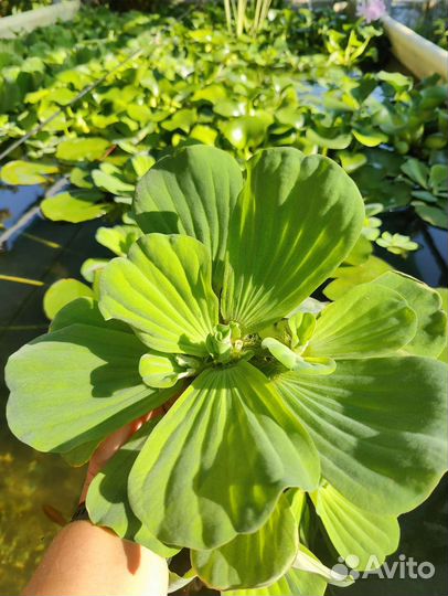 Эйхорния водный гиацинт, пистия, нимфеи (кувшинки)