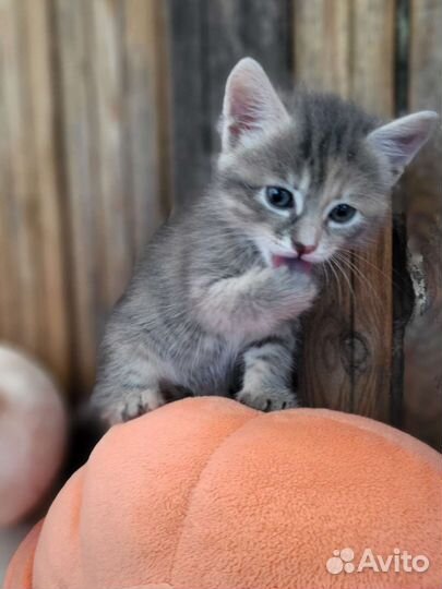 Котенок в дар