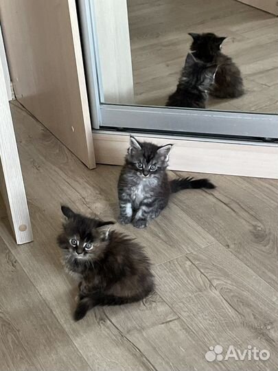 Котята мейн-кун