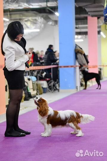 Предлагаю услуги хендлера