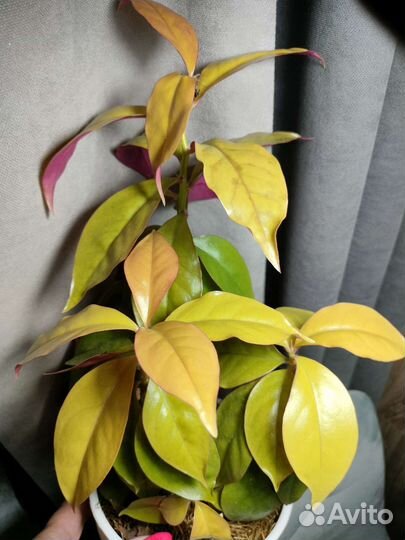 Переския Годсеффа