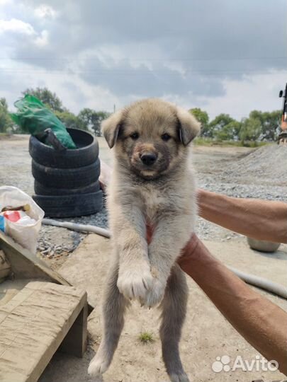 Собаки щенки бесплатно