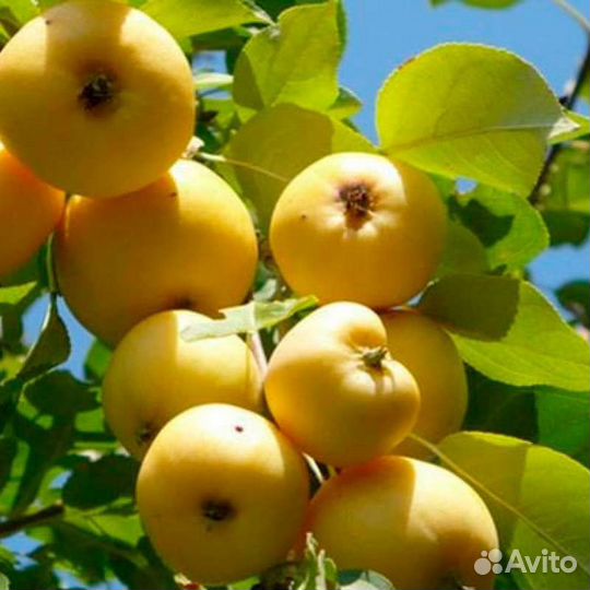 Саженцы Китайки золотой ранней(возможен опт)