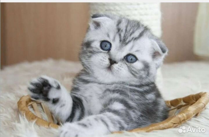 Шотландская