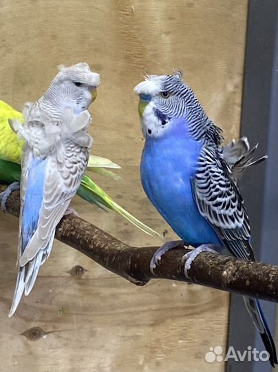 Попугаи хагоромо, ввп чехи