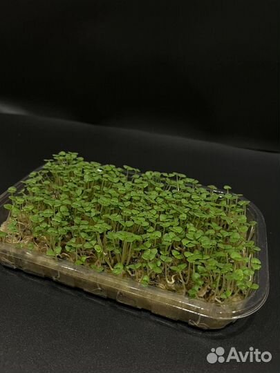 Микрозелень