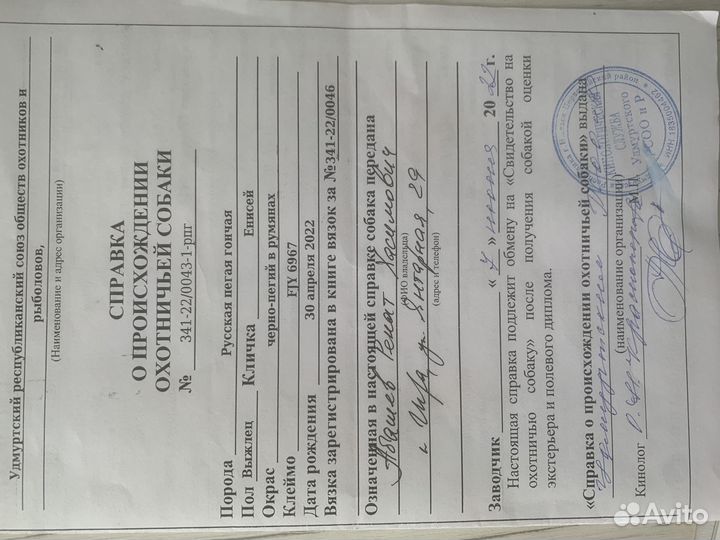 Русская пегая гончая