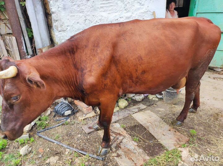 Коровы дойные молочные