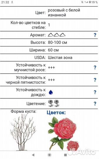 Роза Мадам де Сталь флорибунда саженцы
