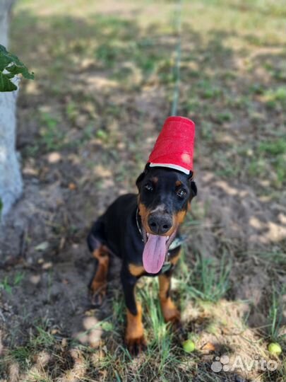 Доберман щенок девочка