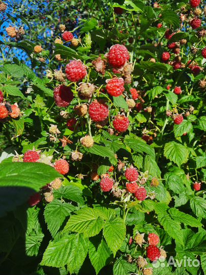 Продам саженцы малины