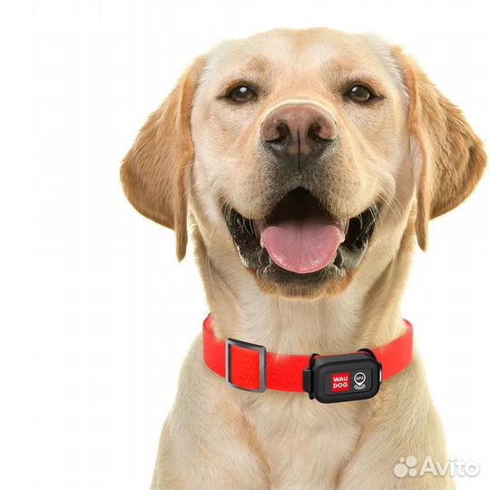 Электронный ошейник для дресировки собак