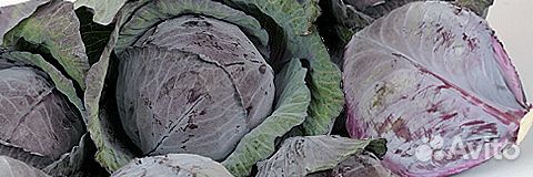 Семена Капусты краснокочанной 