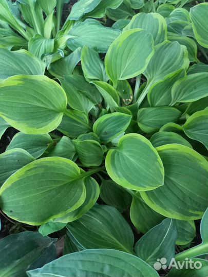 Набор хост/1