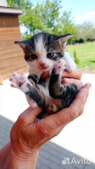 Котята в самые добрые руки