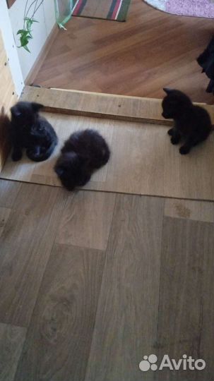 Котята в добрые руки приучены к лотку