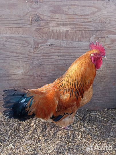 Петух Кучинский юбилейный