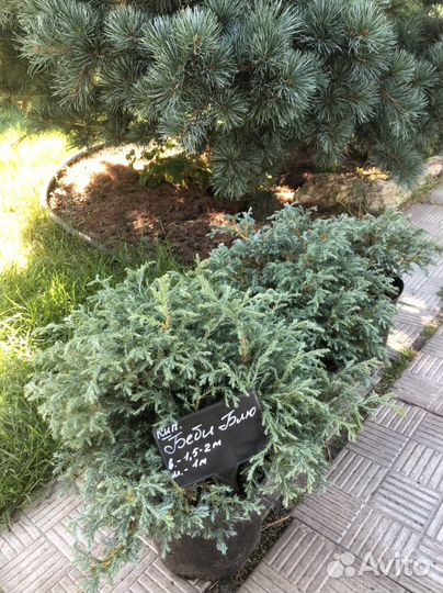 Кипарисовик, тис, пихта