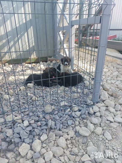 Щенки кавказской овчарки