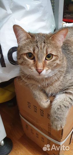 Кошечки ищут дом