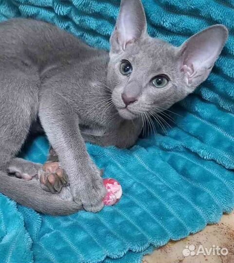 Ориентальные котята