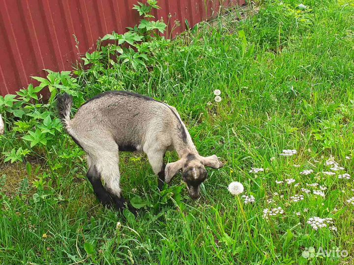 Козочка 2мес, козлик чешский 1мес