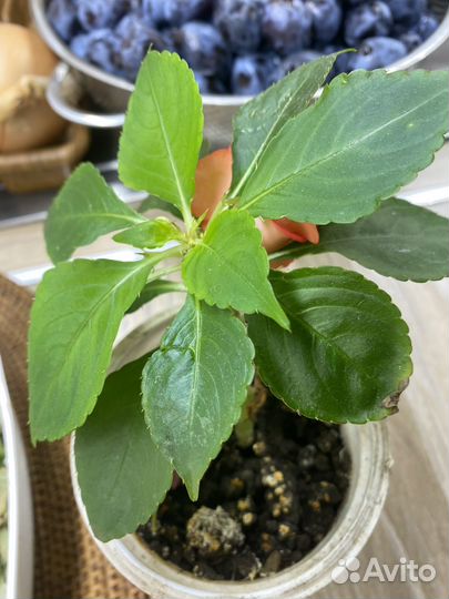 Комнатные растения цветы