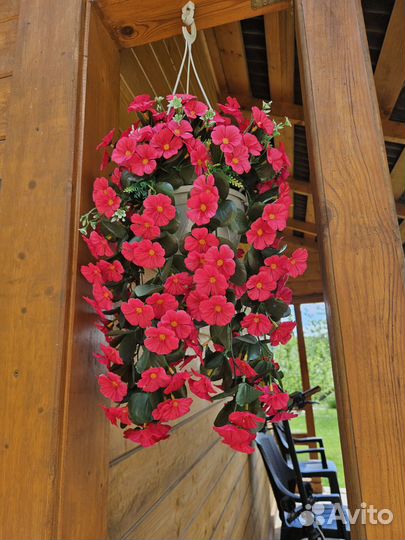 Петуния ампельная в горшке